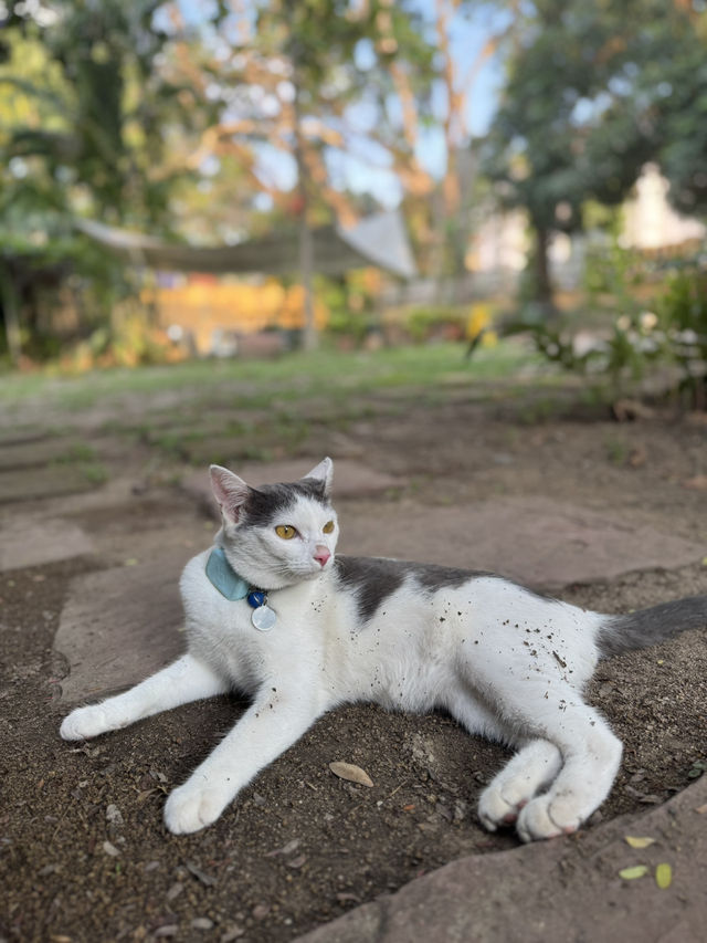 Slope Motion จ.เชียงใหม่ 🏡🍃☕️🐈