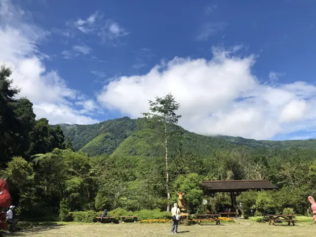 溪頭自然教育園區｜霧林秘境中的森林教室，漫步雲端的芬多精之旅 