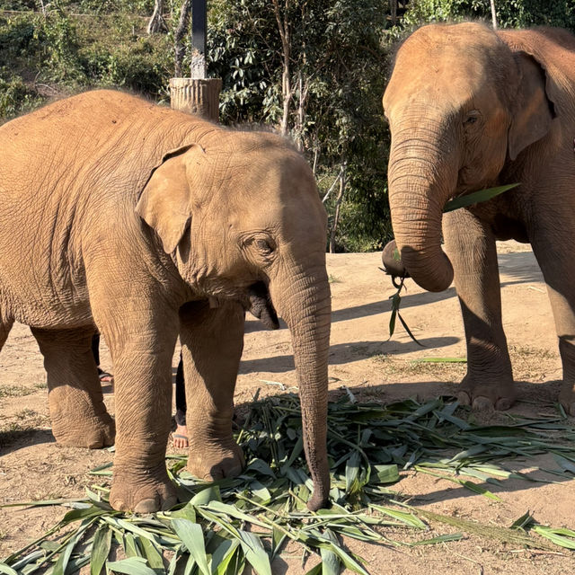 清邁fun鬆玩🐘🥥🌞