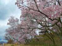 Where Cherry Blossoms & History Collide