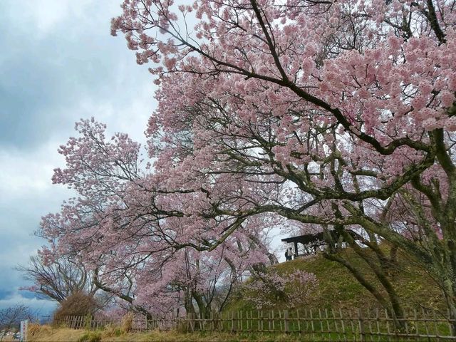 Where Cherry Blossoms & History Collide