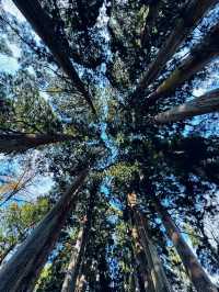 Spring Hike, Step Into a Sacred Forest