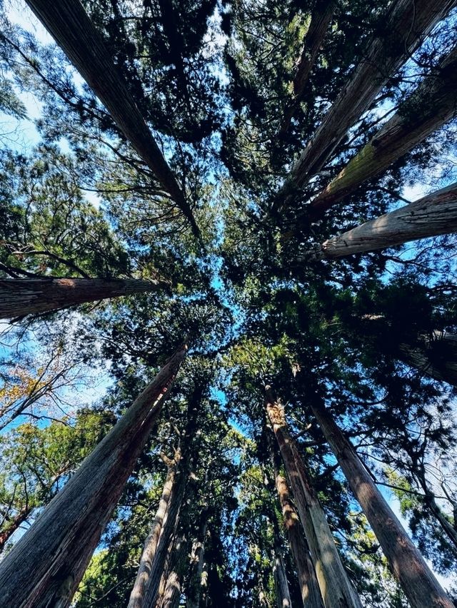 Spring Hike, Step Into a Sacred Forest