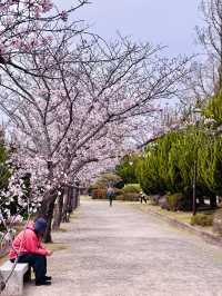 Spring in Motion: Sakura Watching with a Side of Adventure 
