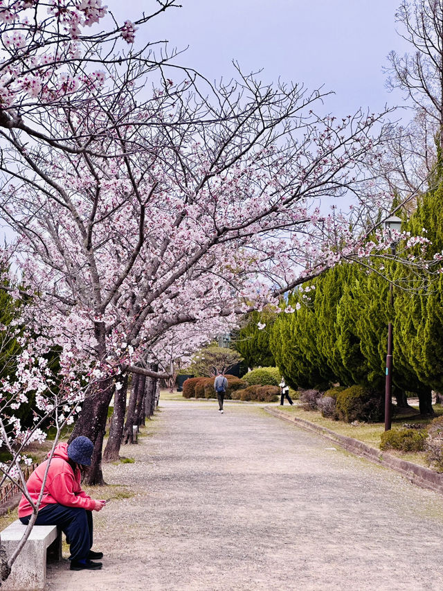 Spring in Motion: Sakura Watching with a Side of Adventure 
