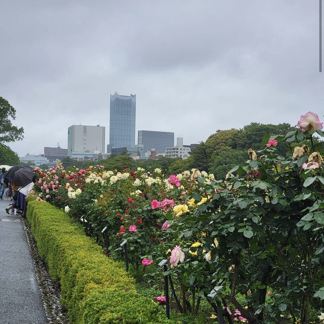 新宿御苑 (Shinjuku Gyoen National Garden)