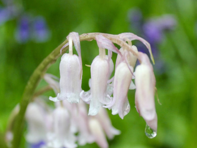 A Rain-Kissed Spring at Culzean: Blooms, Castles, and Enchanted Woods