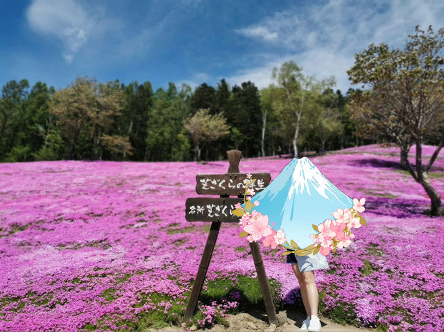 Pink Sakura Blossom in Abashiri