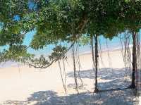 From Burnout to Bliss in Tioman Island! 