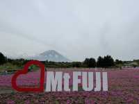 富士山芝櫻祭～交通攻略及景點介紹