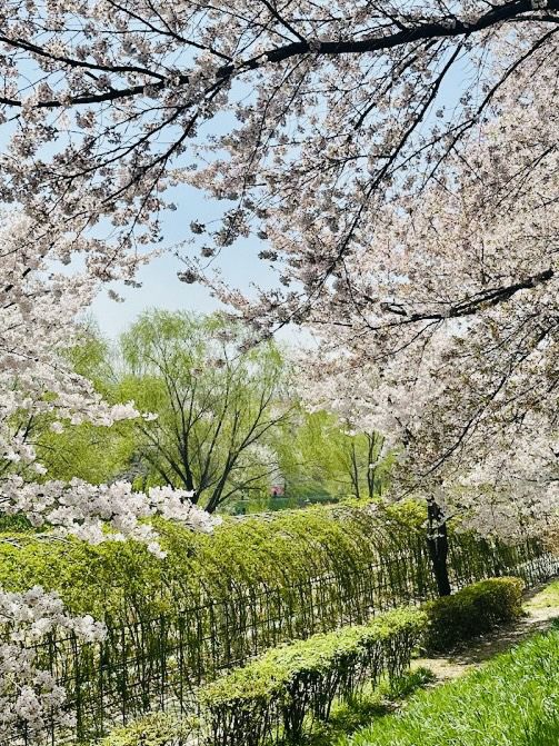 A Pleasant Stroll Along Yangjaecheon-gil