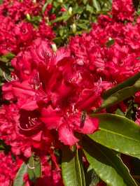 Altamont Gardens – Ireland’s Romantic Garden Jewel in County Carlow