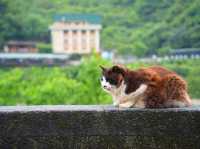 【台湾/猴硐】猫好きにはたまらない！猫村‼︎