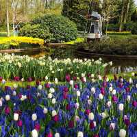 Keukenhof: A Floral Wonderland for Every Flower Enthusiast