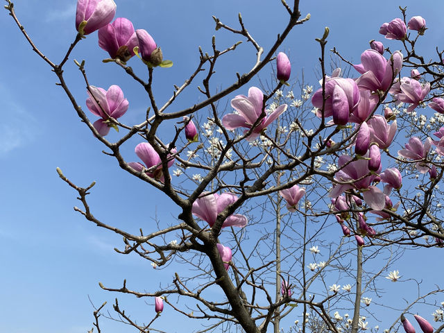 南京 明故宮遺址公園 ✴️  