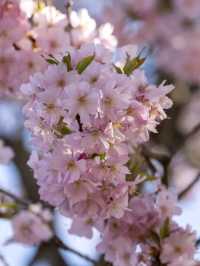 Cherry Blossoms in Olympiapark – Munich’s Springtime Magic