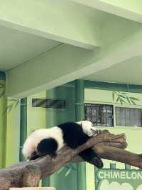 廣州長隆野生動物園