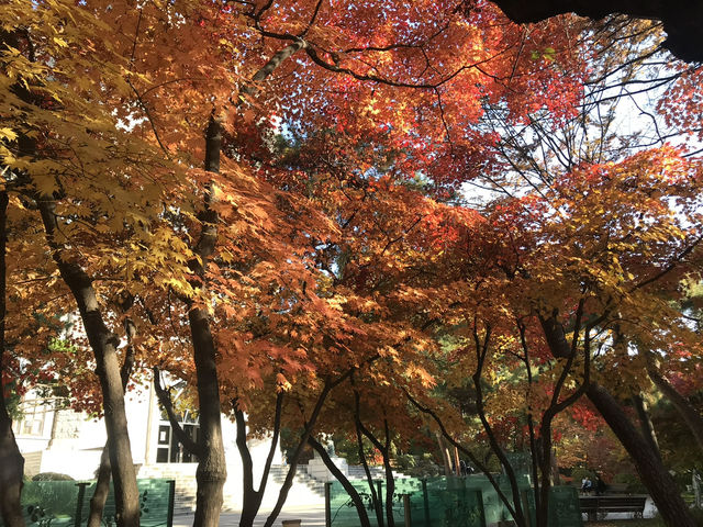  🍁🍂 ใบไม้เปลี่ยนสีที่มหาวิทยาลัยคยองฮี