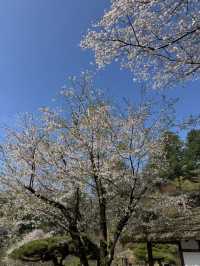 Seoul in Spring 2025 — A Moment to Remember 🌸