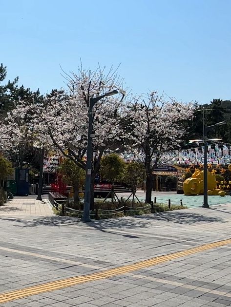 【釜山】 松島🏝️今注目を集めている松島の観光スポット