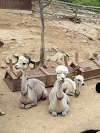  🦙 알파카월드 여행기  “귀여움 폭발! 알파카와 눈맞춤한 힐링 여행 코스”