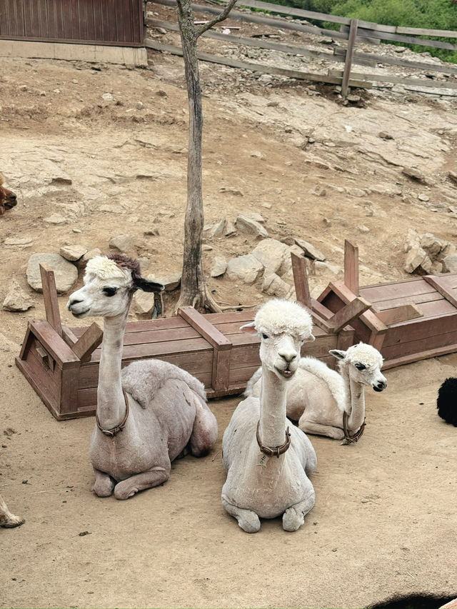  🦙 알파카월드 여행기  “귀여움 폭발! 알파카와 눈맞춤한 힐링 여행 코스”