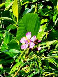 The blooming flora of Bukit Batok Town Park