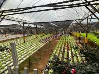 🍓Not Just Strawberries — Big Strawberry Farm, Cameron Highlands
