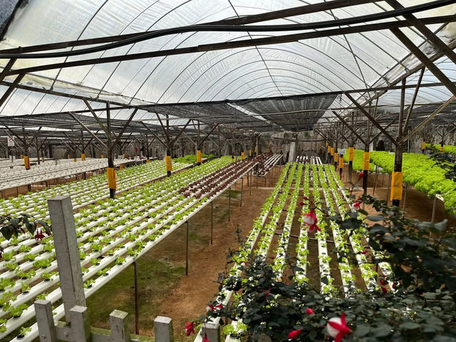 🍓Not Just Strawberries — Big Strawberry Farm, Cameron Highlands