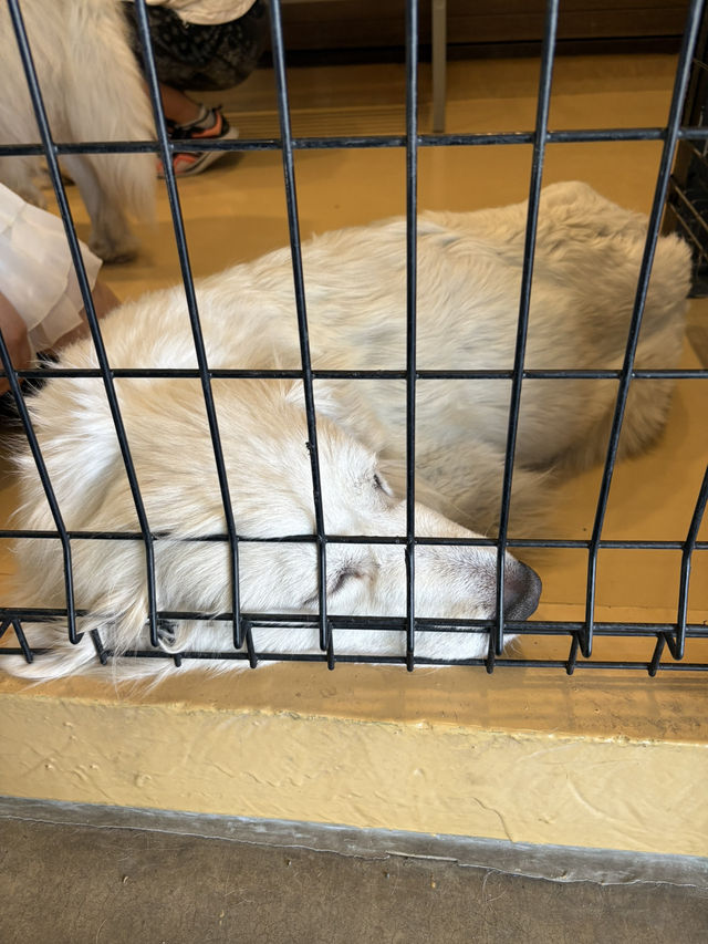 【群馬🐴】世界の名犬牧場で触れ合い放題🐶💕