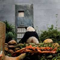 【マカオ】無料でパンダに会える公園がマカオにあった