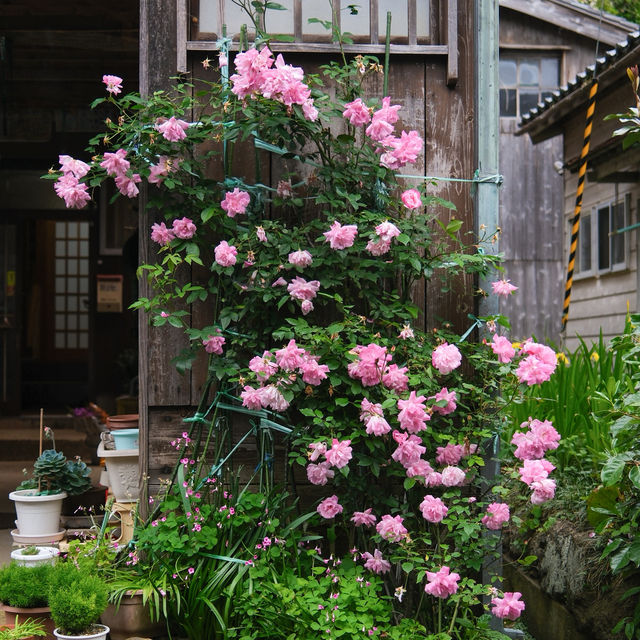 Shukunegi Village หมู่บ้านริมทะเลบน #เกาะซาโดะ 🏠🍃