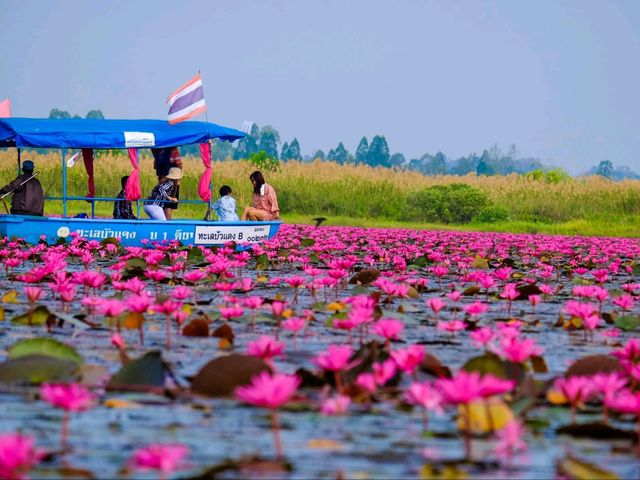 ทะเลบัวแดง อ.กุมภวาปี จ.อุดรธานี