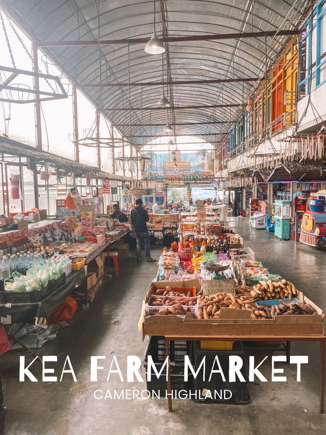 Strawberries, Souvenirs & Highland Vibes at Kea Farm 🍓