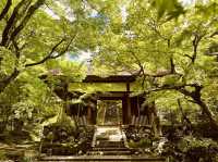 🍁 Solo Serenity: Jōjakkō-ji Temple – Kyoto’s Hidden Mossy Sanctuary
