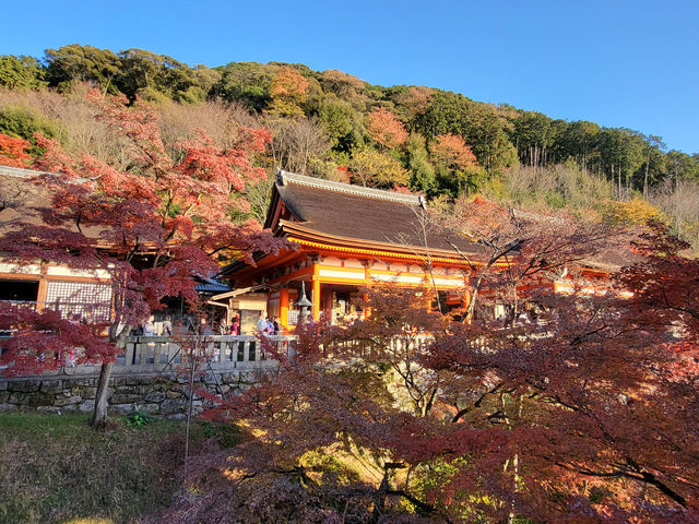 四季巡禮清水寺：京都名剎之美與儀式之心