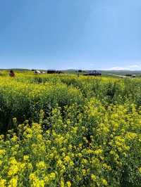 Guardians of Stone Spring: The Golden Hour of Wild Rapeseed