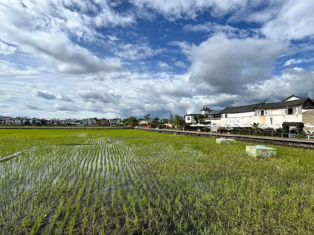 🌻✨ Xizhou Fields: A Day of Unexpected Beauty and Breezy Rides