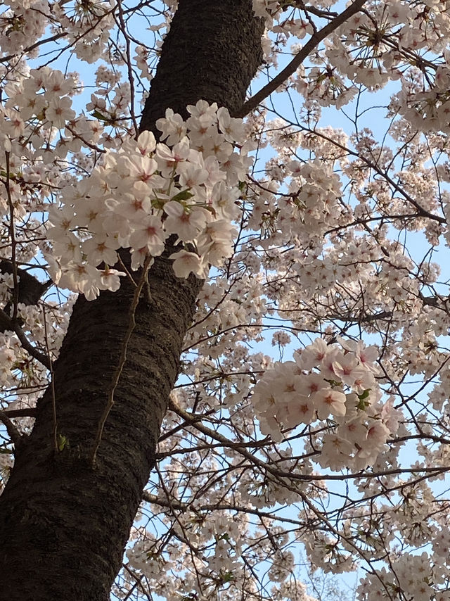 Seoul Forest ช่วงฤดูใบไม้ผลิ🌸🇰🇷