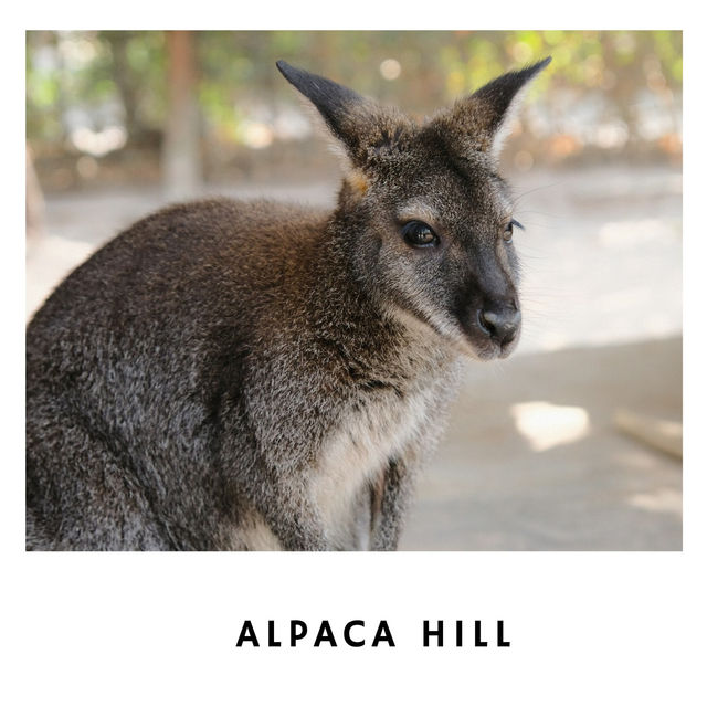 🦙 Alpaca Hill – ฟาร์มสุขใจในสวนผึ้ง