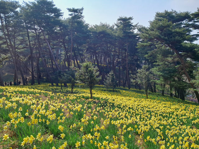 봄이 기다려지는 이유는 아름다운 수선화 때문!