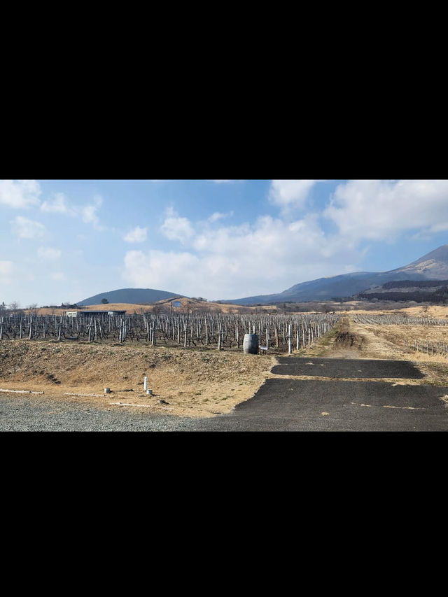 高原の風とワインの香りに癒されて…久住ワイナリーで大人の休日🍇