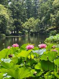 Peak Bloom Alert – July’s Lotus Finale！