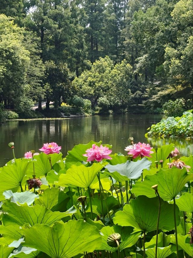 Peak Bloom Alert – July’s Lotus Finale！