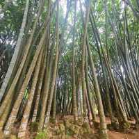 Royal Botanical Gardens (Peradeniya)