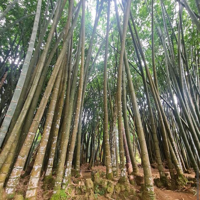 Royal Botanical Gardens (Peradeniya)