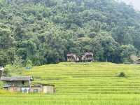 🌾 ป่าบงเปียง – วิวหลักล้านกลางทุ่งนาเขียวขจี 🍃💚