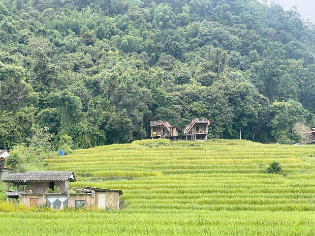 🌾 ป่าบงเปียง – วิวหลักล้านกลางทุ่งนาเขียวขจี 🍃💚 🌾 ป่าบงเปียง – วิวหลักล้านกลางทุ่งนาเขียวขจี 🍃💚