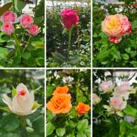 花と緑に包まれる、愛媛県花き総合指導センター🌸🌿