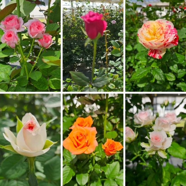 花と緑に包まれる、愛媛県花き総合指導センター🌸🌿